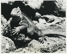 Iguana gigante de tierra de las islas Galápagos.