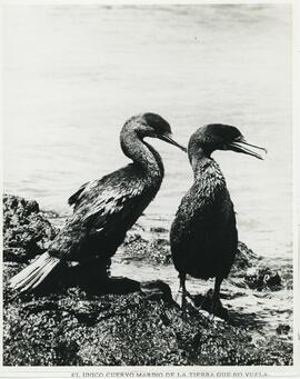 Pareja de piqueros de patas azules en Galápagos.