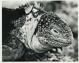 Detalle de iguana de tierra de las islas Galápagos.