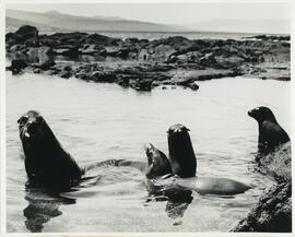 Lobos marinos en Galápagos.