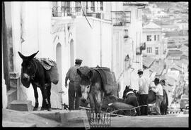 Burros en calle "Morales".