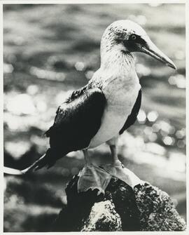 Piquero de patas azules en las islas Galápagos.